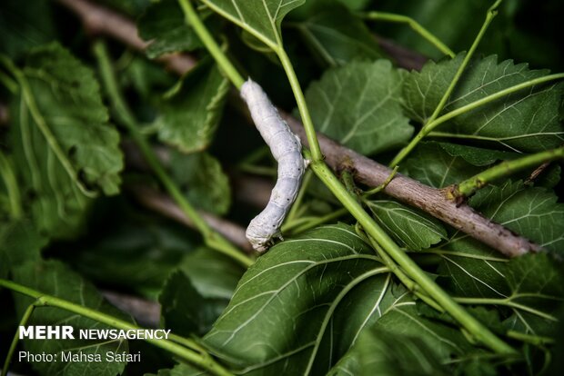پرورش پاییزه کرم ابریشم در ٧ استان کشور برای نخستین بار آغاز شد