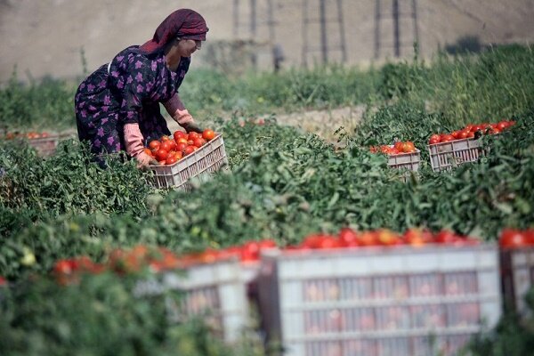 اجرای کشت ۱۰ محصول سالم و استاندارد توسط زنان روستایی گیلان