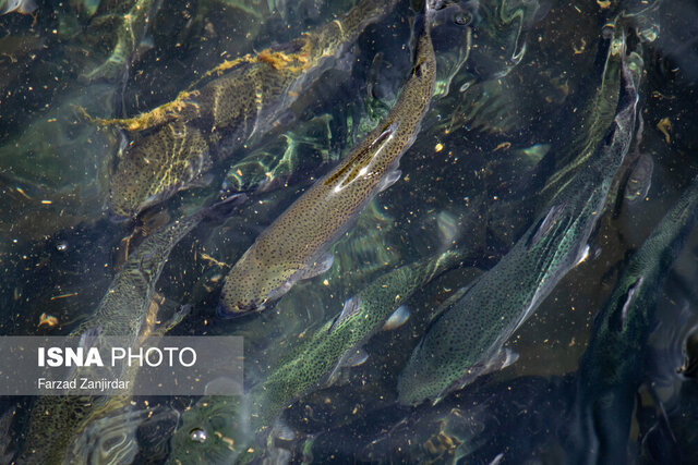 گیلان در تولید و صادرات خوراک آبزیان، رتبه برتر کشور را دارد