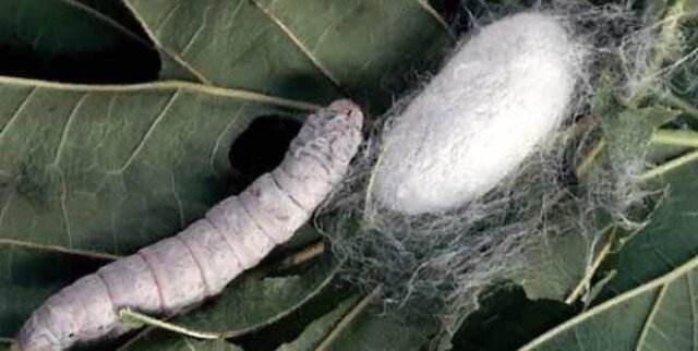 ظرفیت بالای نوغانداری در کشور/ واردات نخ ابریشم همچنان ادامه دارد