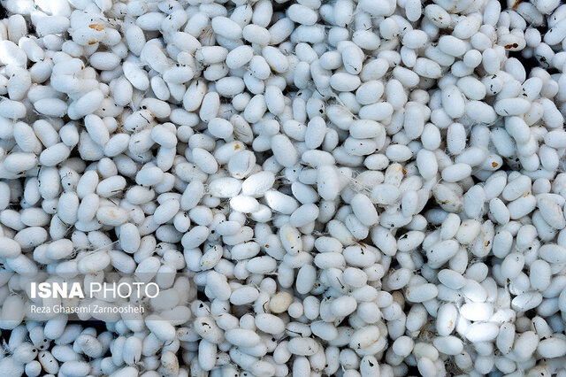 پیش بینی برداشت ۱۷۵۰ تنی پیله تر ابریشم در کشور/ خودکفایی صنعت فرش تا پنج سال آینده