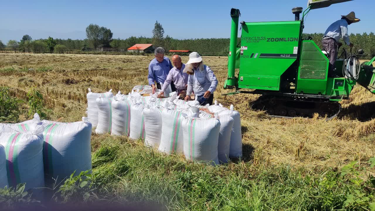 شروع برداشت محصول خزرمادری در منطقه آبکنارانزلی بانظارت کارشناسان بذر شرکت خدمات حمایتی کشاورزی گیلان