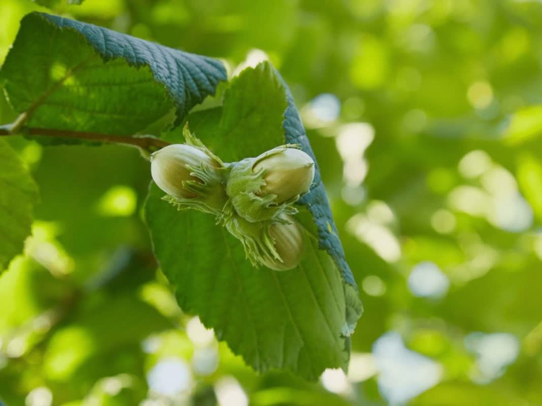 حمایت از کشاورزان فندق‌کار گیلان با توزیع بیش از 314 تن کود