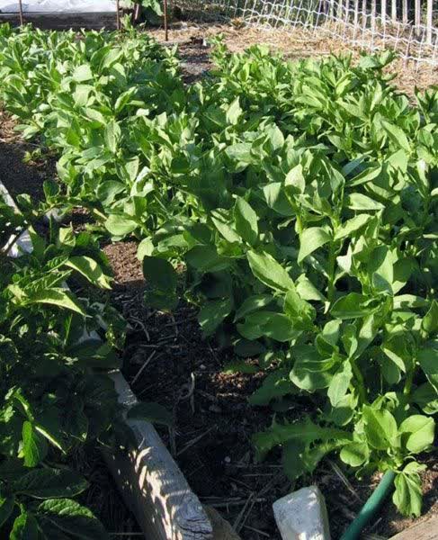 ارائه اطلاعات لازم به کشاورزان گیلان جهت کشت تابستانه