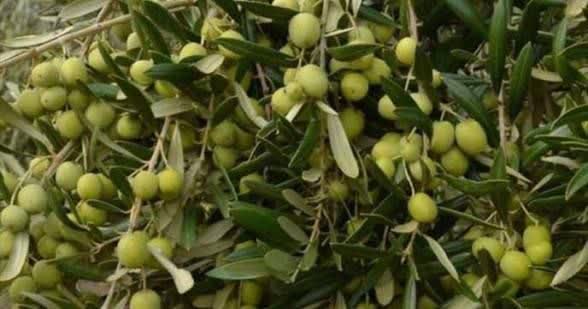 مدیر شرکت خدمات حمایتی کشاورزی گیلان: بیش از ۱۱۰۰ تن کود به باغداران زیتون رسید