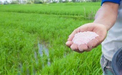 مدیر خدمات حمایتی کشاورزی گیلان: تغذیه اصولی مزارع کلید افزایش کیفیت برنج است  