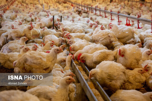 ثبات و آرامش در بازار مرغ گیلان