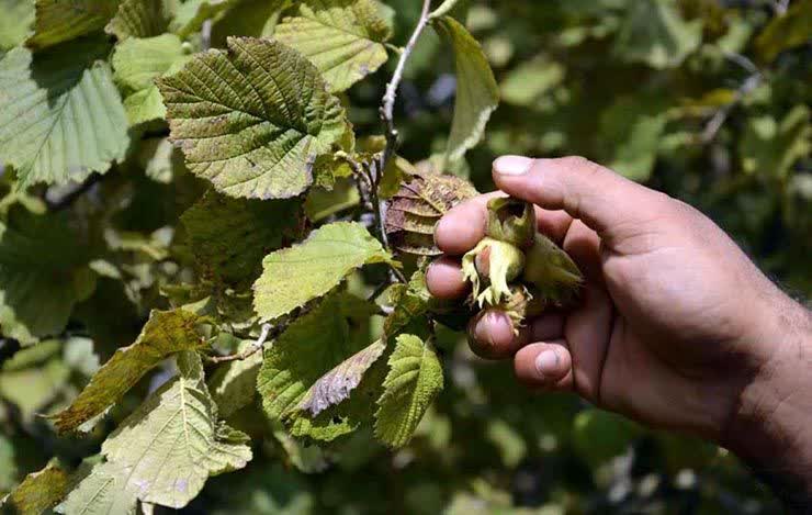 مدیر شرکت خدمات حمایتی کشاورزی گیلان: توزیع 314 تن کود در باغات فندق برای ارتقای تولید