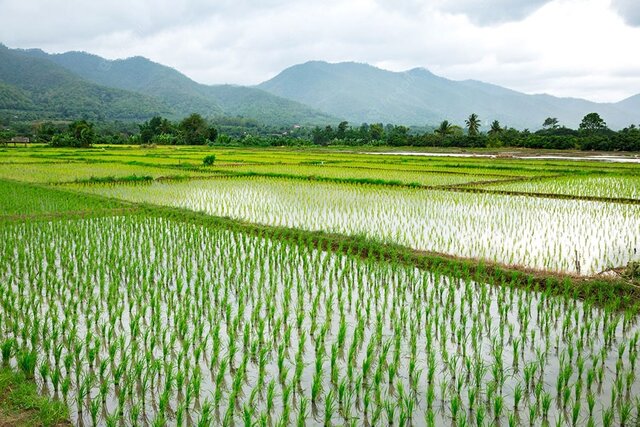 سوءاستفاده دلالان در بازار برنج؛ فروش برنج پاکستانی‌ در بسته بندی ایرانی!