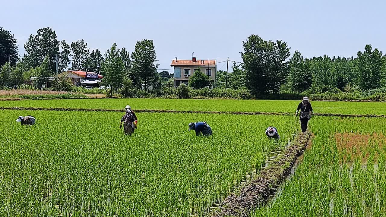 فرآیند نظارت عرضه کود دولتی با نظرسنجی از کشاورزان اجرا می‌شود